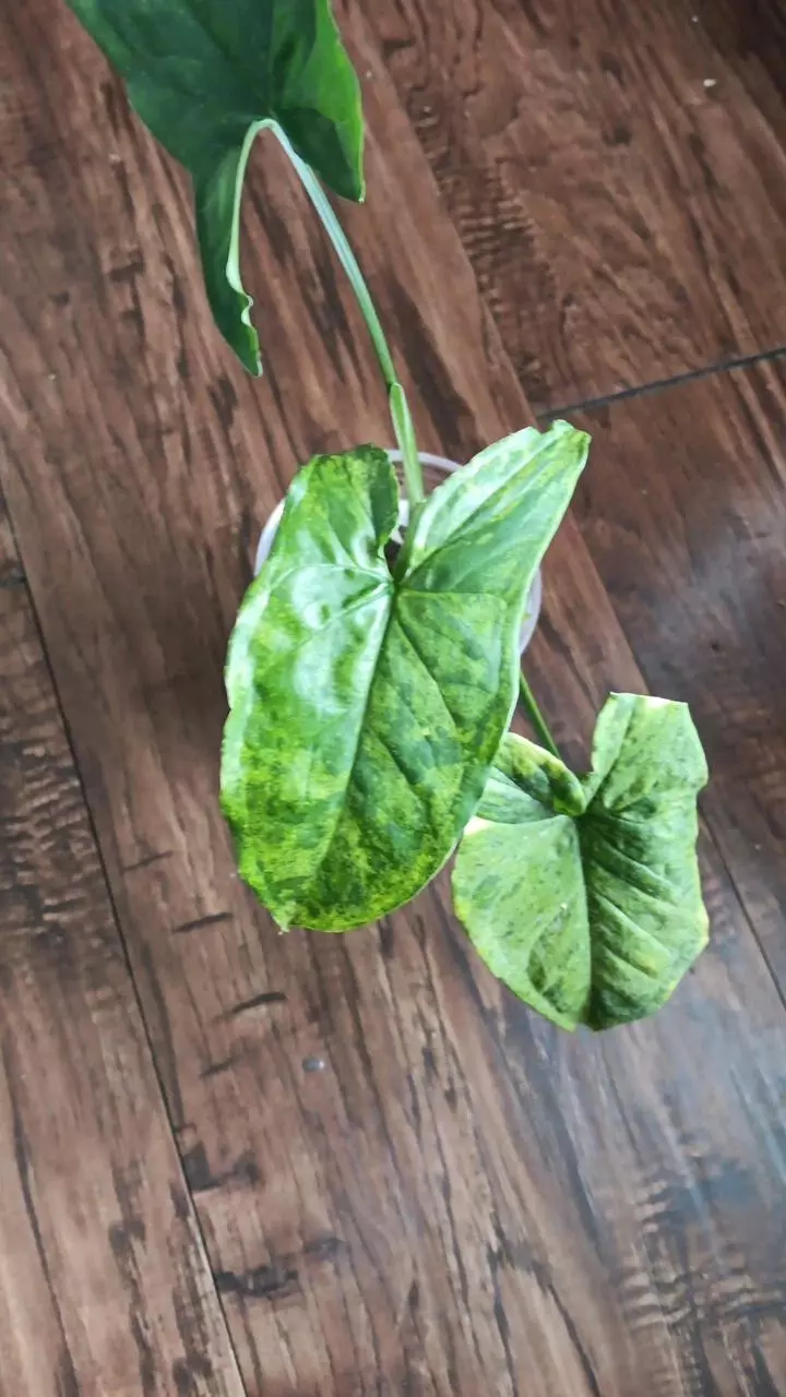 plant/Syngonium mojito-0