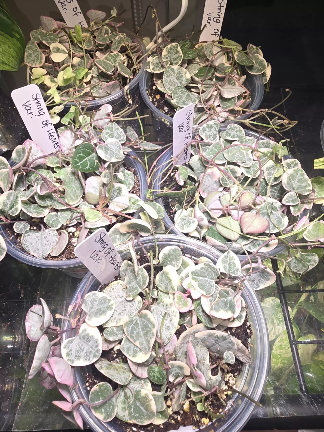 plant/Variegated String of Hearts in 4 inch pot.-0