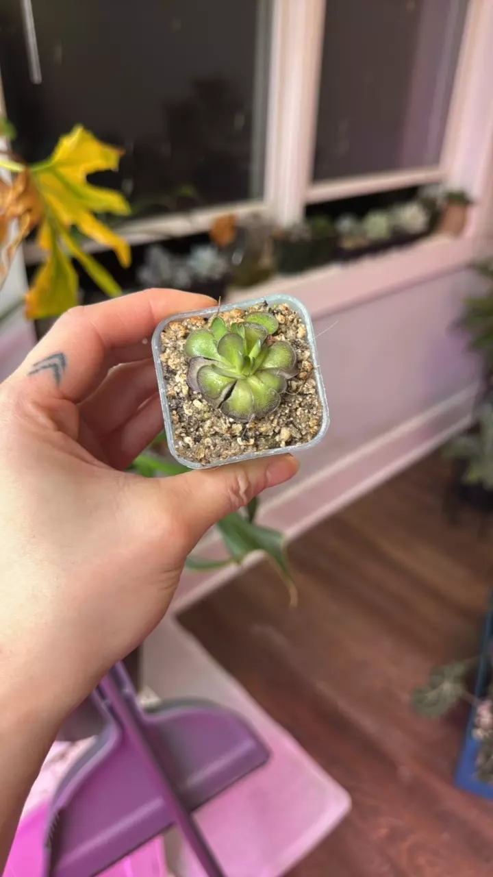 plant/Pinguicula-1