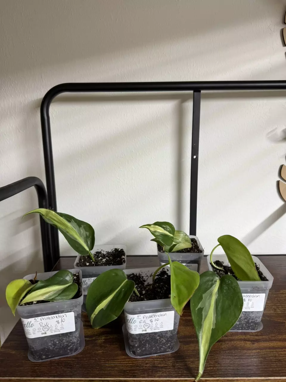 plant/Philodendron rio-0