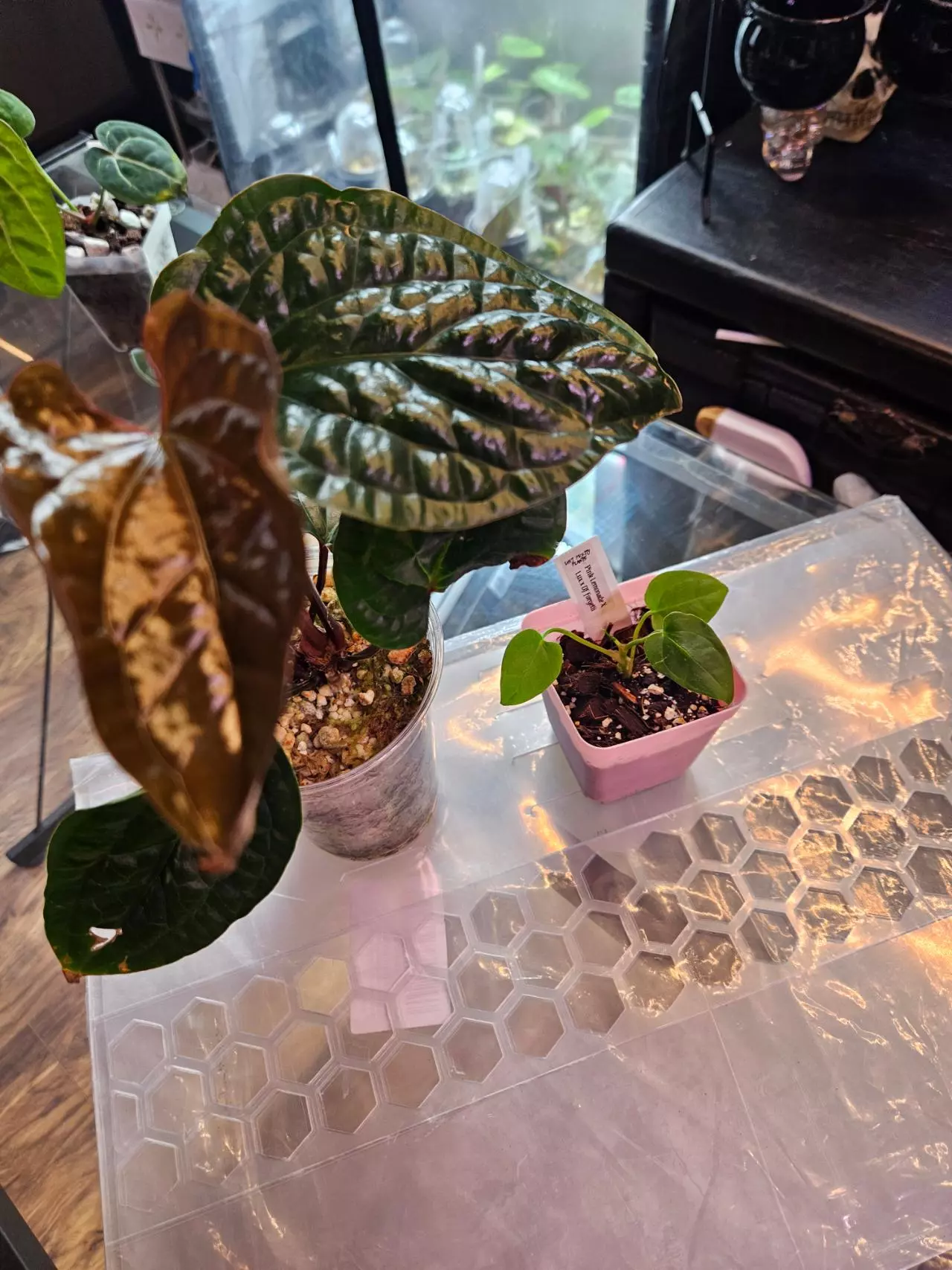 plant/Anthurium bundle-0