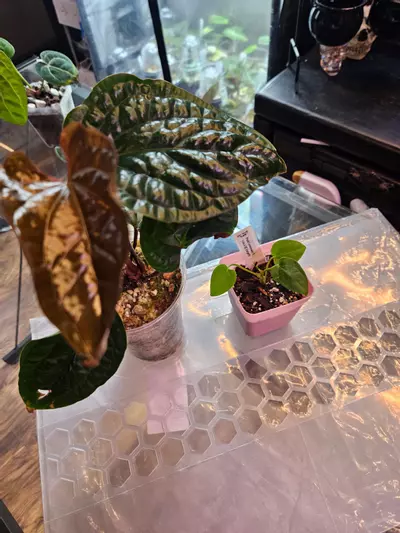 plant/Anthurium bundle-0-thumbnail