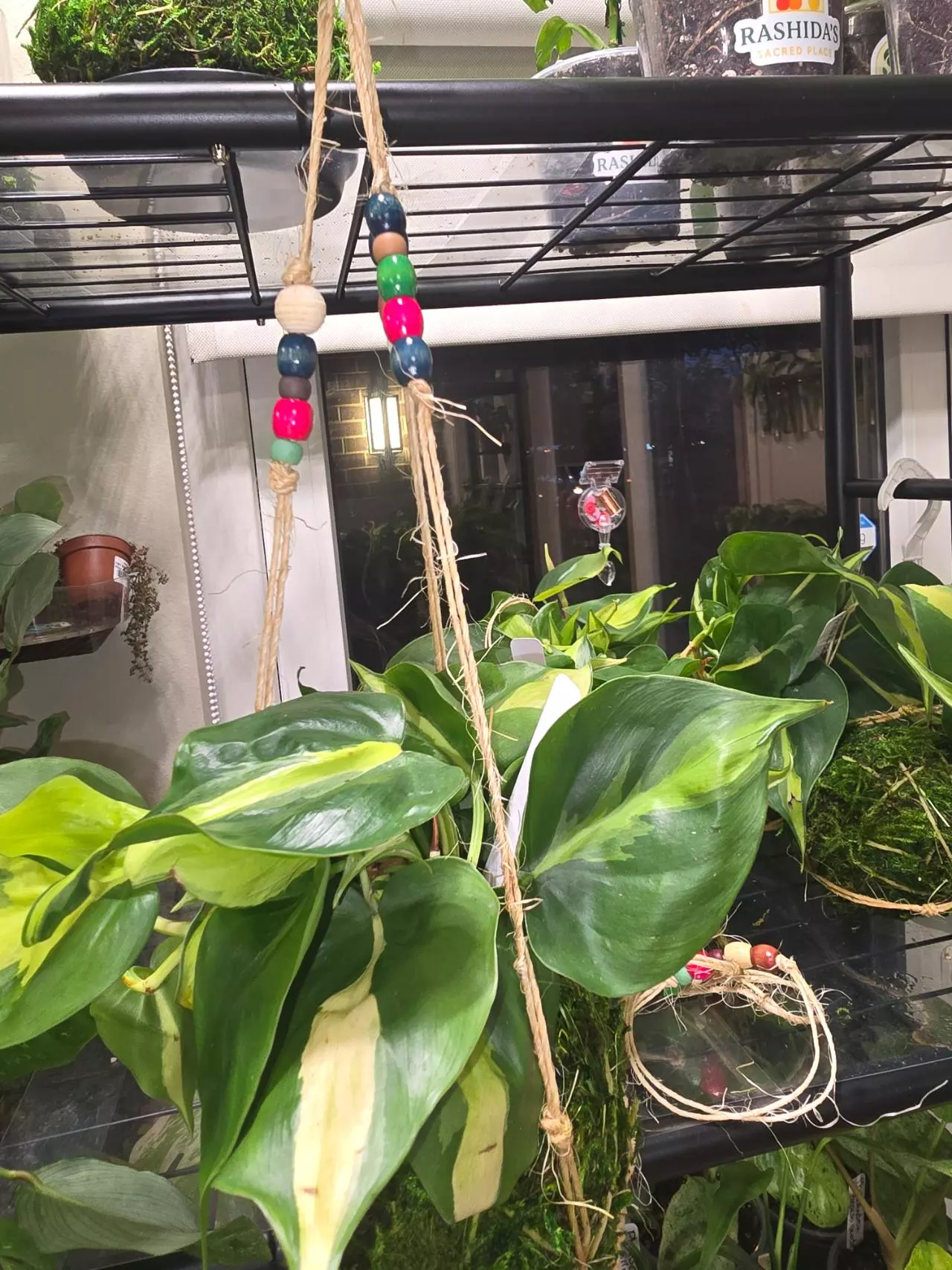 plant/Philodendron Brasil in hanging kokedama-3