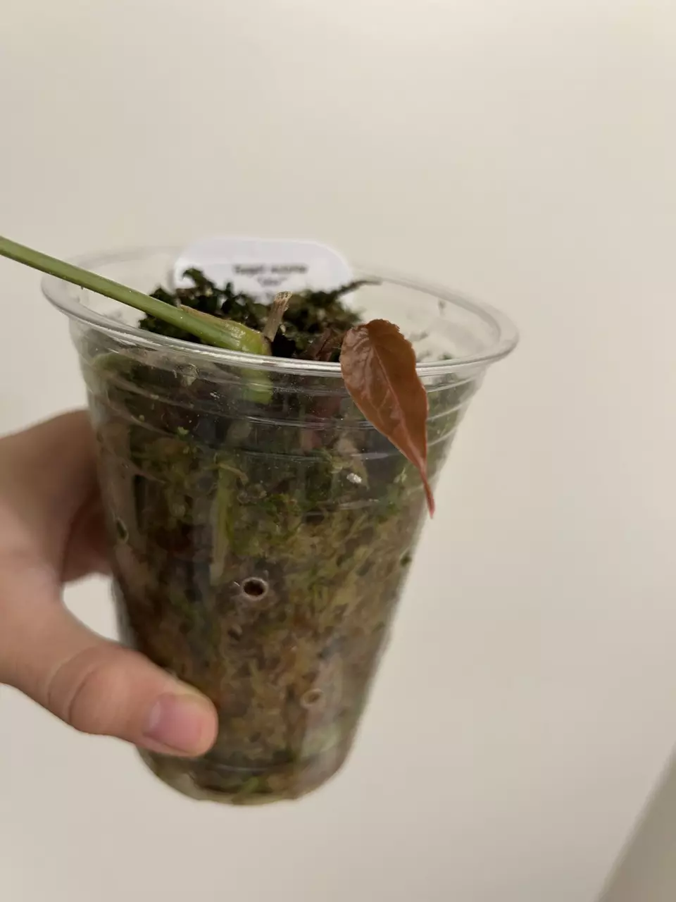 plant/Anthurium Forgetii mutation Ukay-2