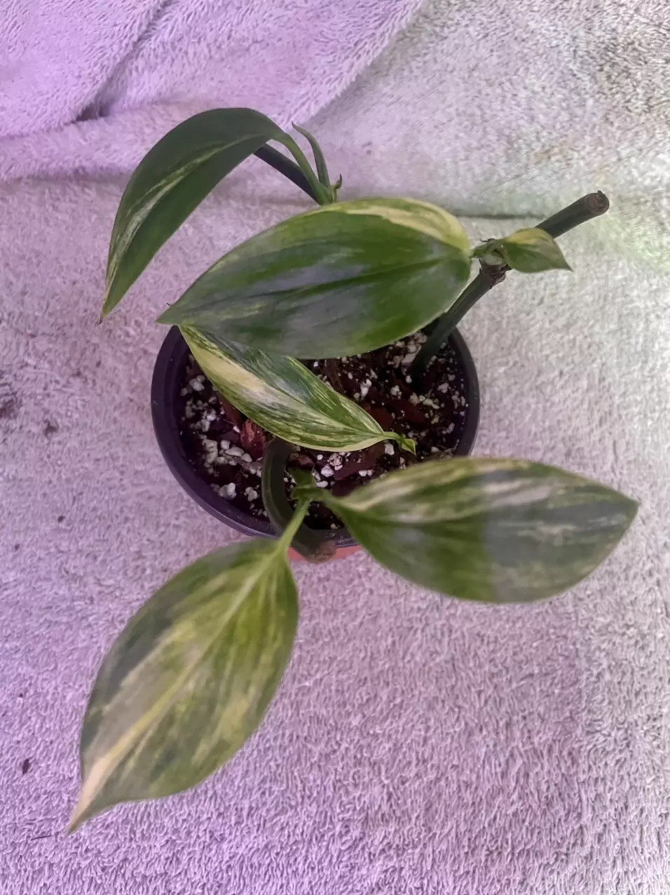 plant/Epi amplissimum aurea-0
