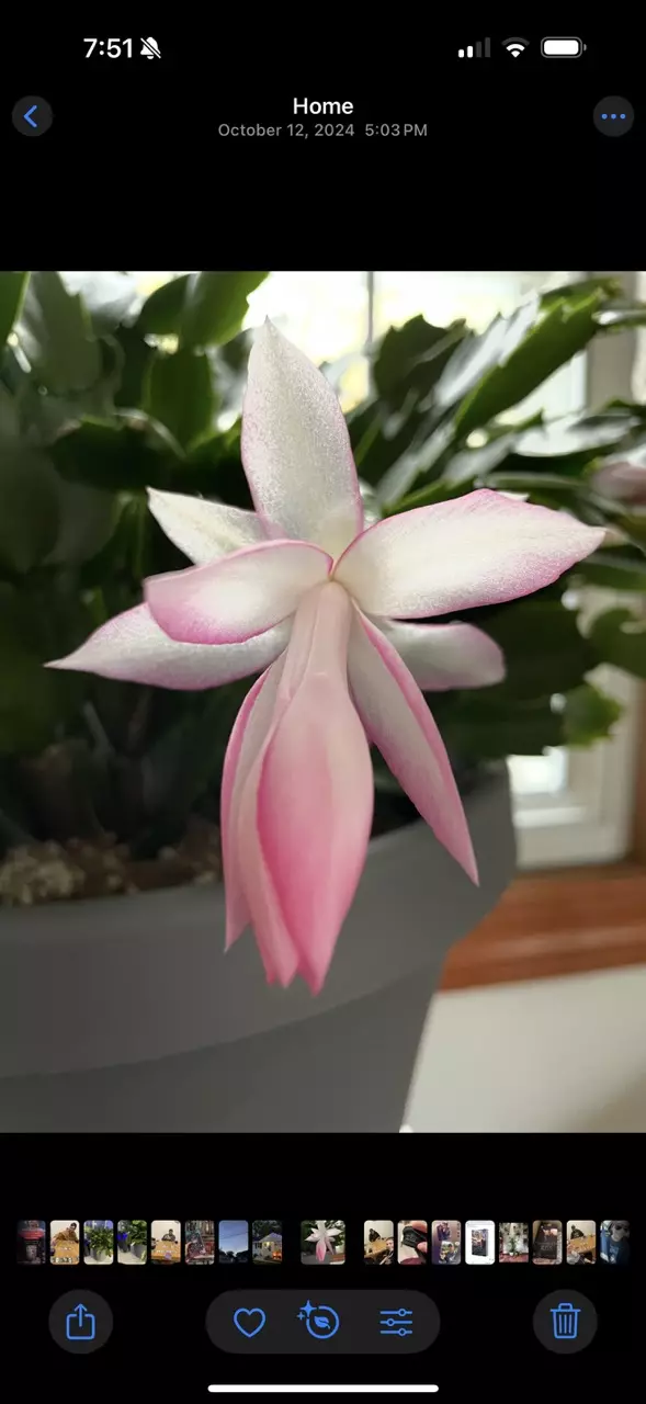 plant/Thanksgiving cactus pink/white bloom-1
