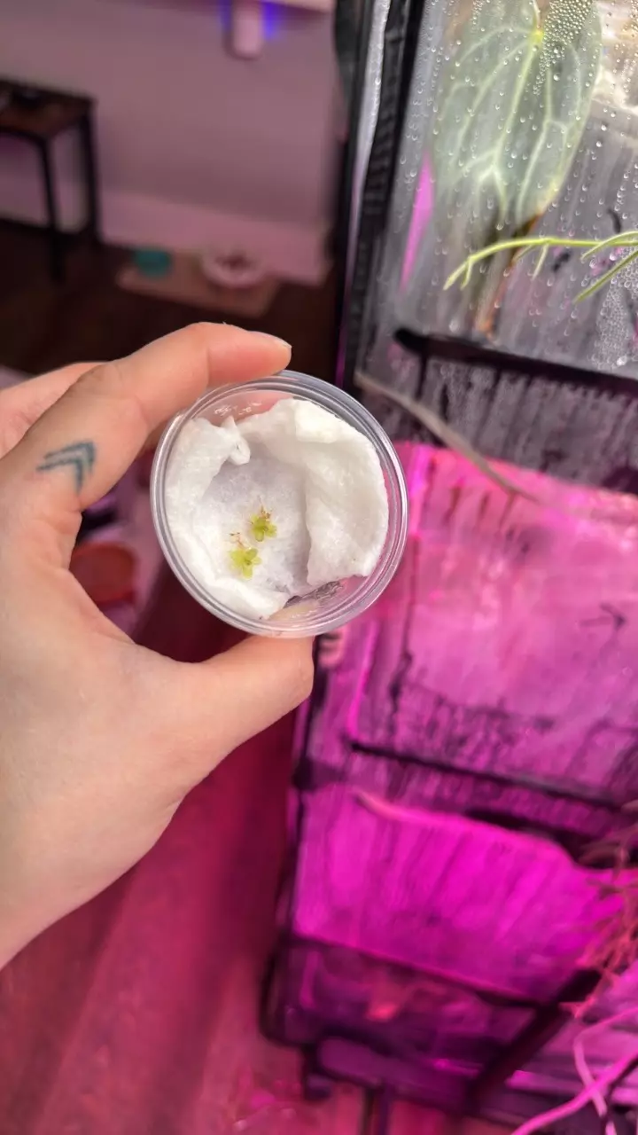 plant/Pinguicula Kondoi-1