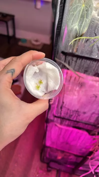 plant/Pinguicula Kondoi-1-thumbnail