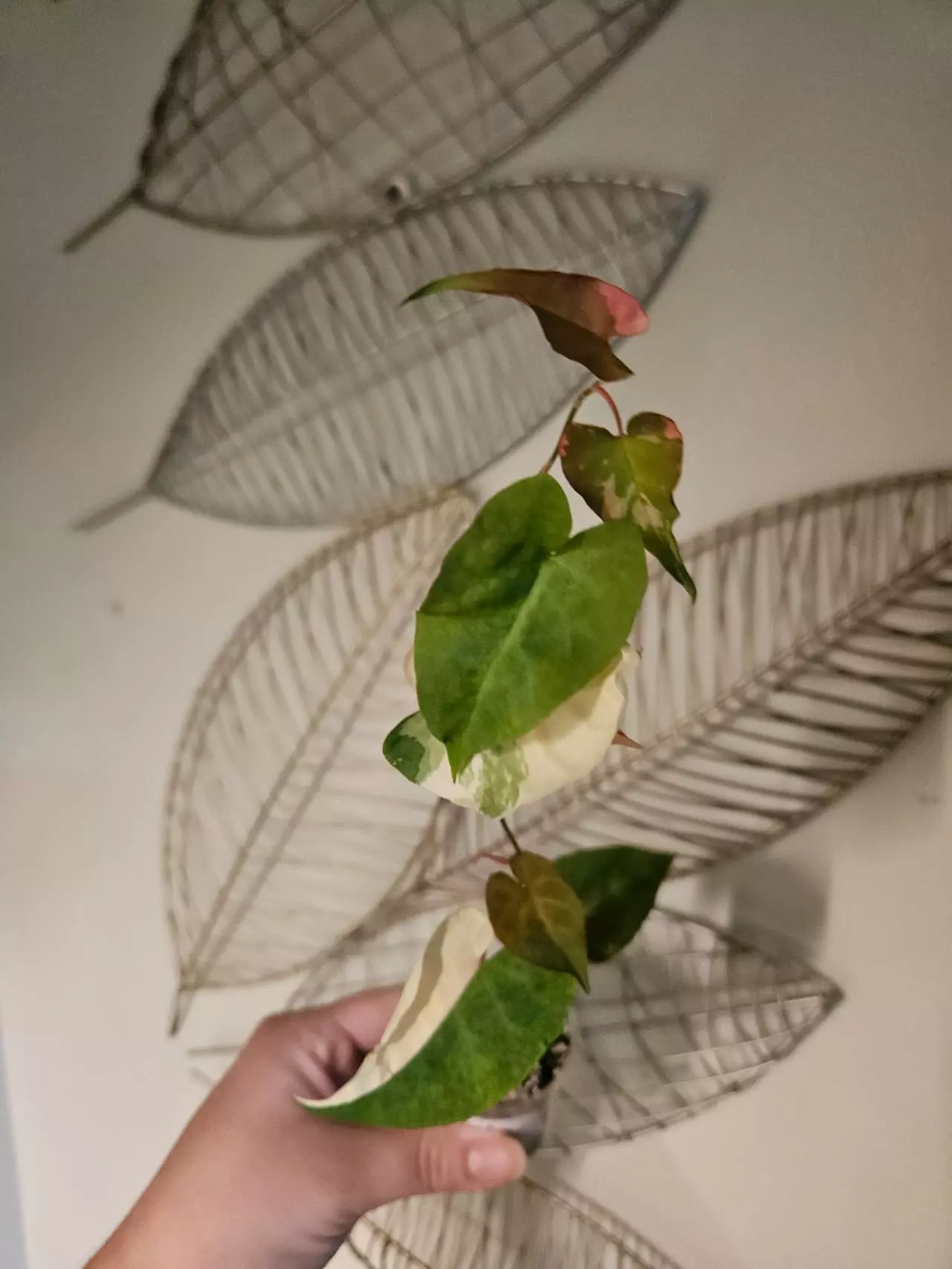 plant/Fallopia multiflora-0