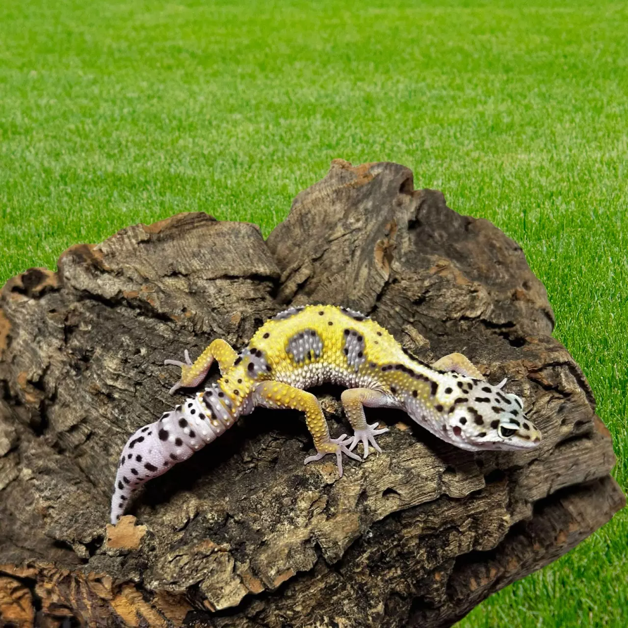 plant/Male Jungle Mack Snow Leopard Gecko | 17 g | Feeding Great-1