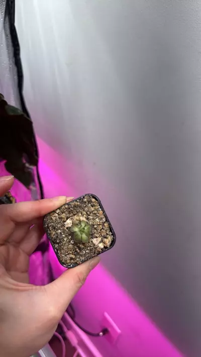 plant/Pinguicula-1-thumbnail