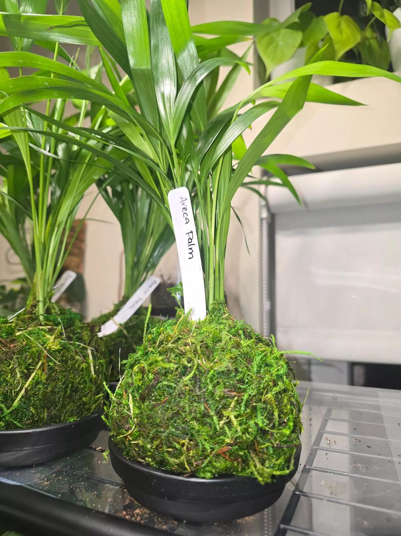 plant/Areca Palm in kokedama-1