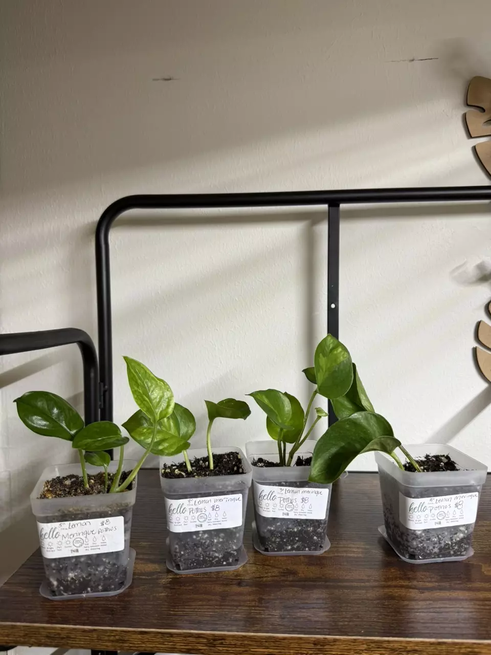 plant/Lemon meringue pothos-0