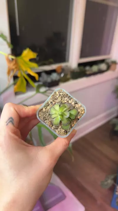 plant/Pinguicula-0-thumbnail