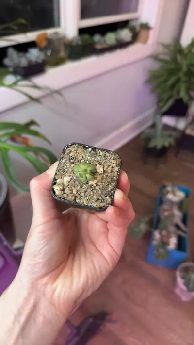 plant/Pinguicula-0-thumbnail