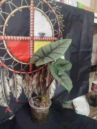 plant/Alocasia Platinum2-2-thumbnail