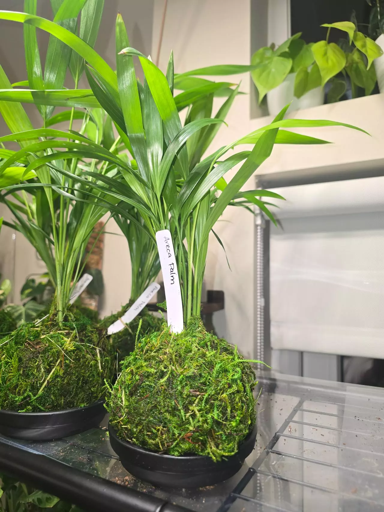 plant/Areca Palm in kokedama-0