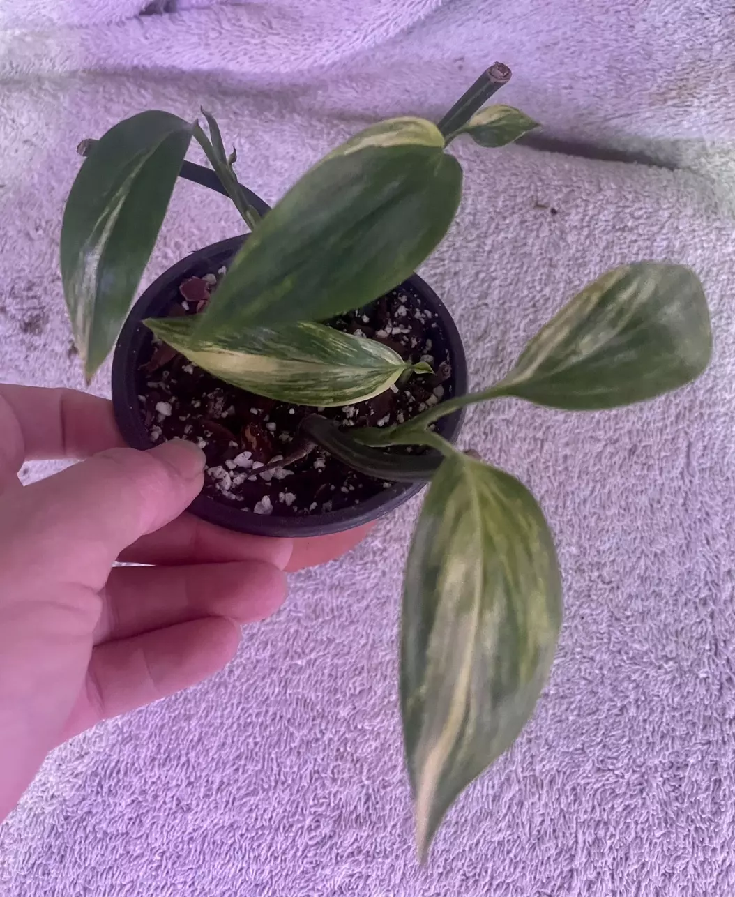 plant/Epi amplissimum aurea-2