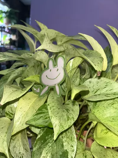 plant/‘Frog Legs’ - Sticker-0-thumbnail