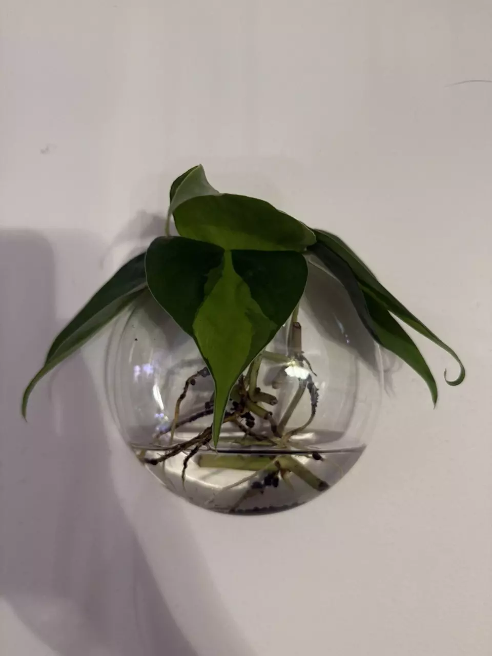 plant/Rooted philodendron Brasil cuttings-0