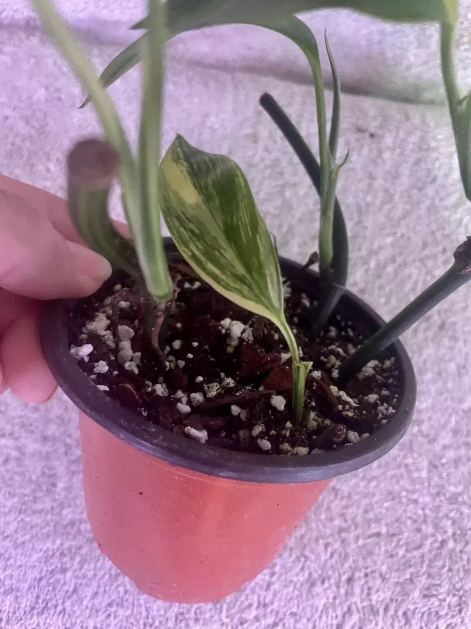 plant/Epi amplissimum aurea-1