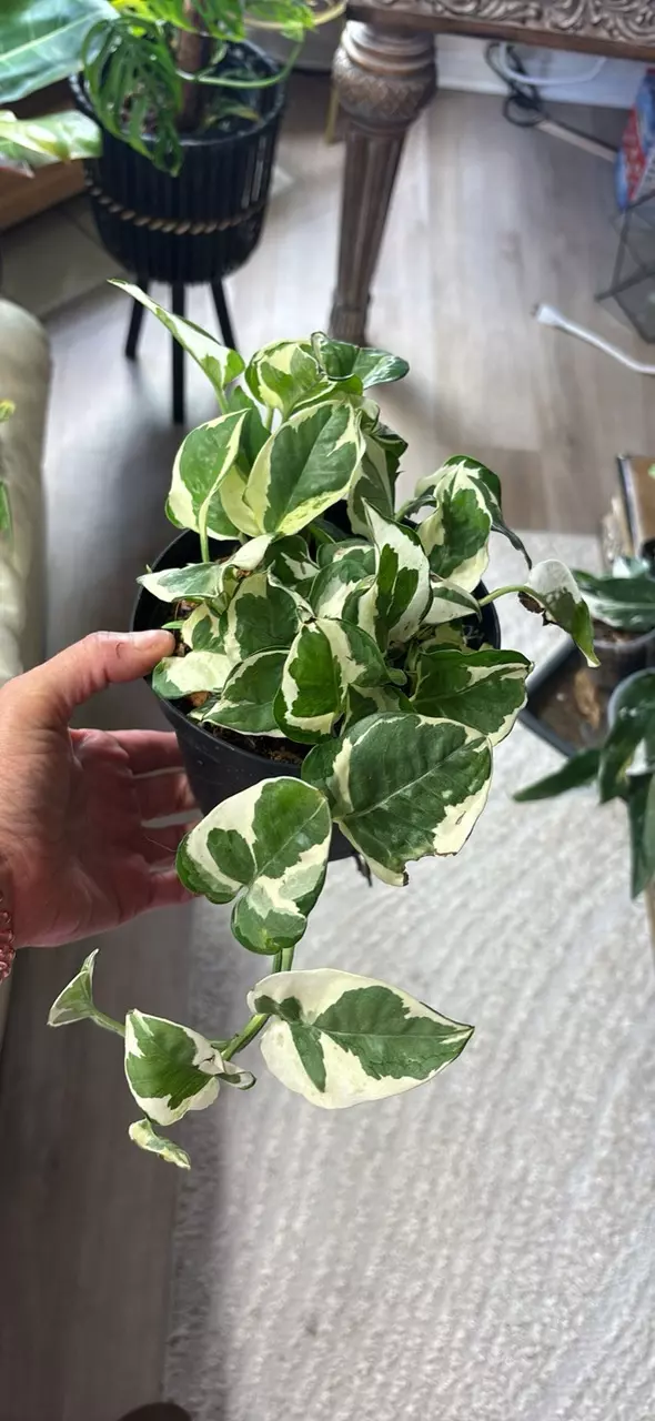 plant/Pothos N’Joy 6”-0
