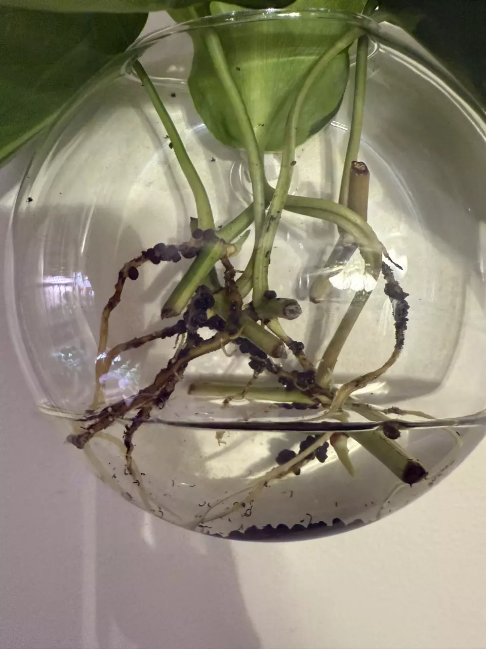 plant/Rooted philodendron Brasil cuttings-1