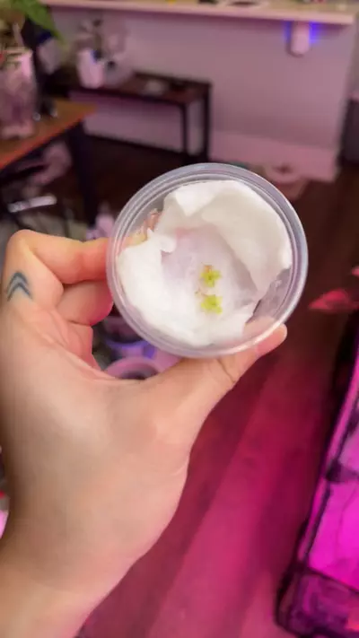 plant/Pinguicula Kondoi-2-thumbnail