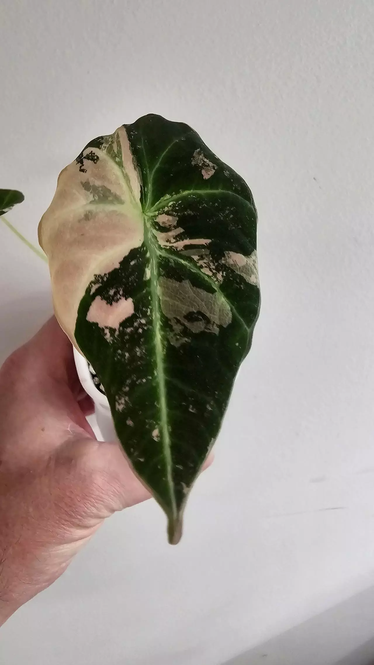 plant/Alocasia Pink Black Velvet (APBV1)-0