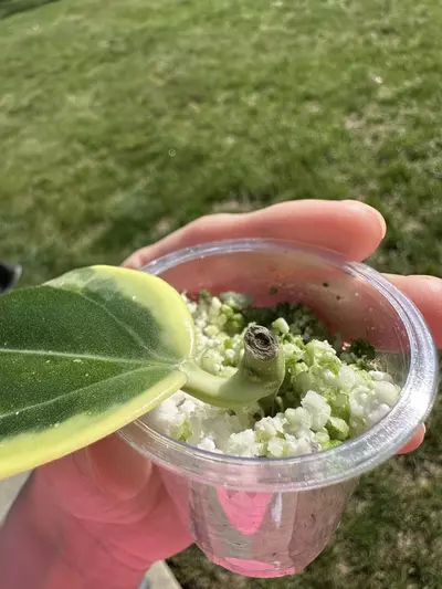 plant/Hoya Para albo-1-thumbnail