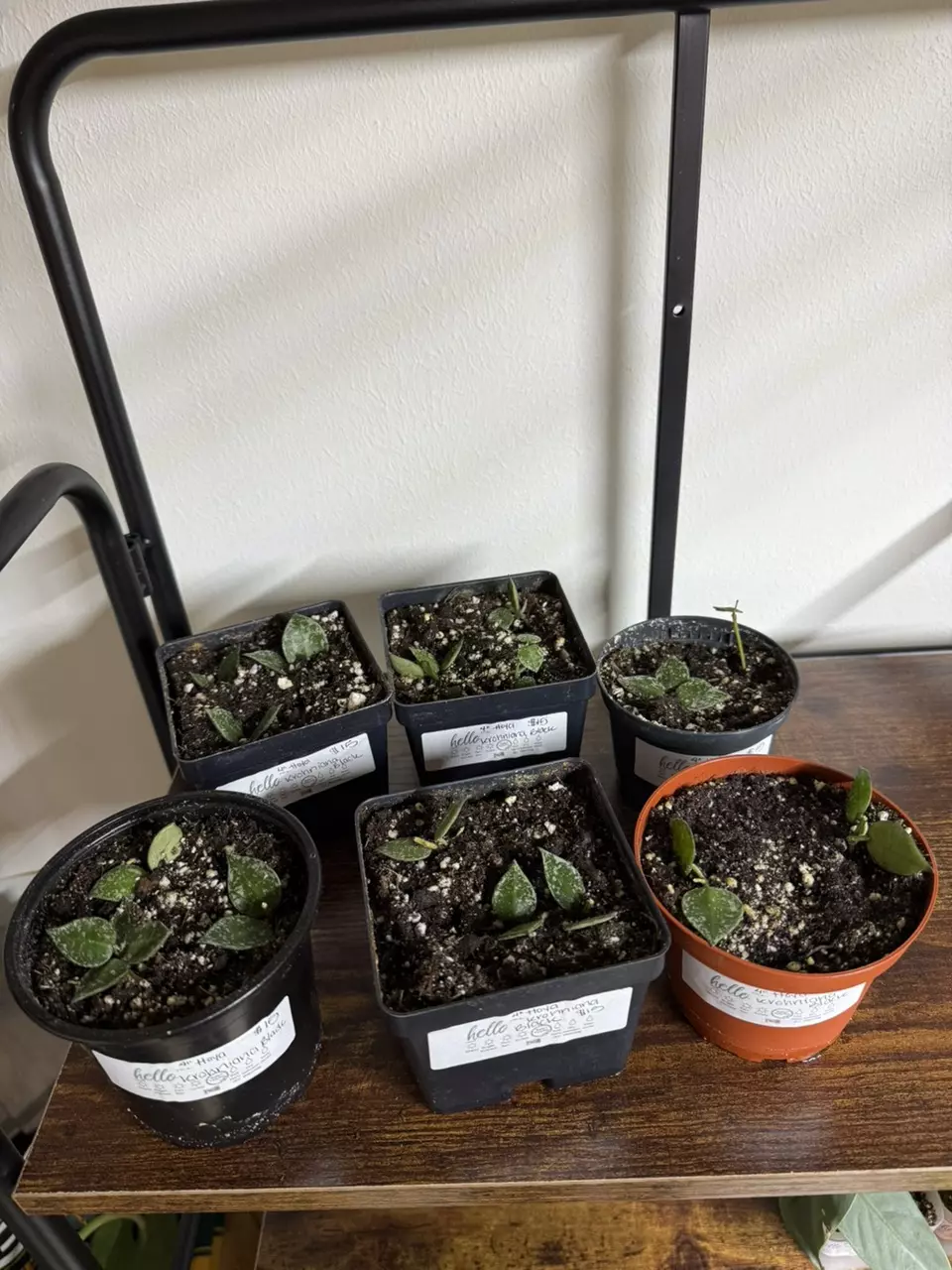 plant/Hoya krohnaina Black-0