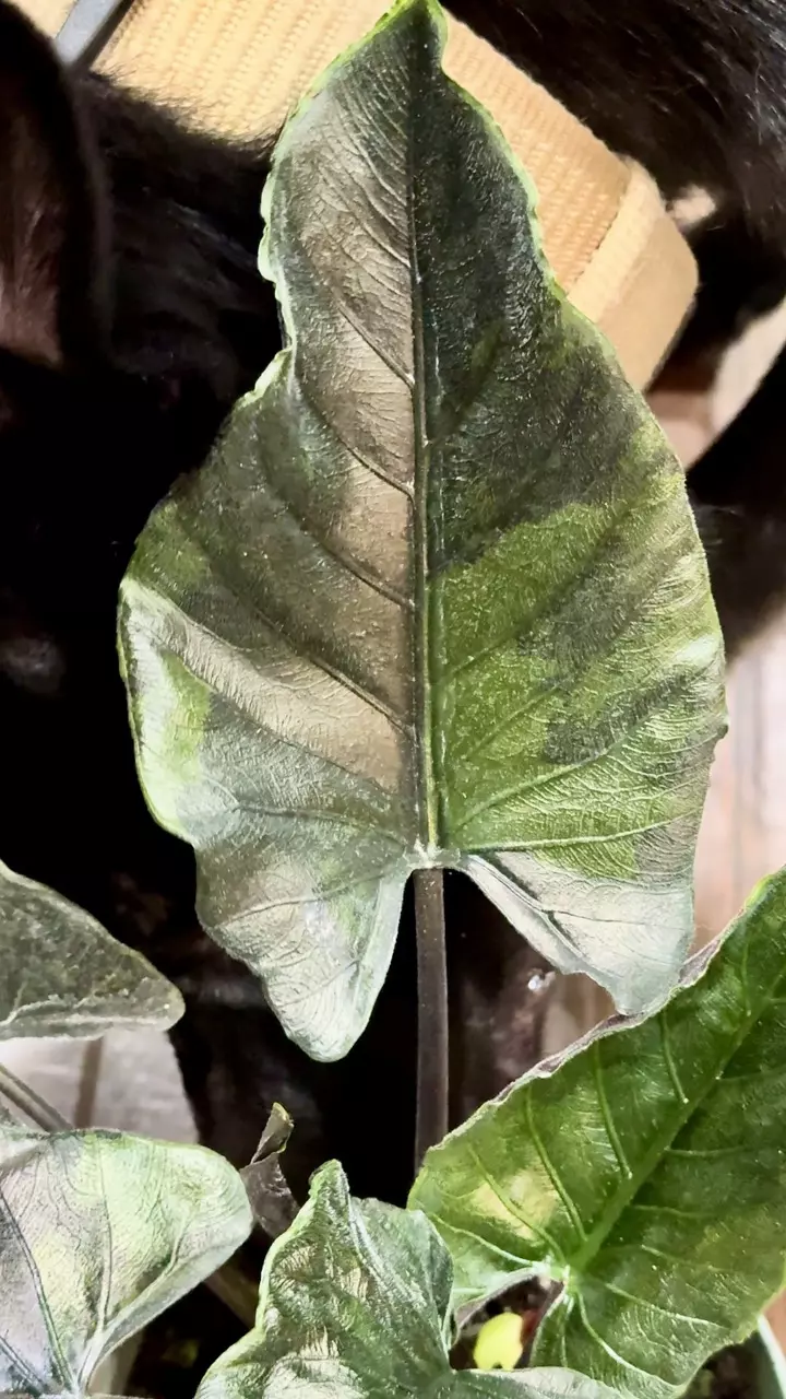 plant/Aurea antoro corm-1