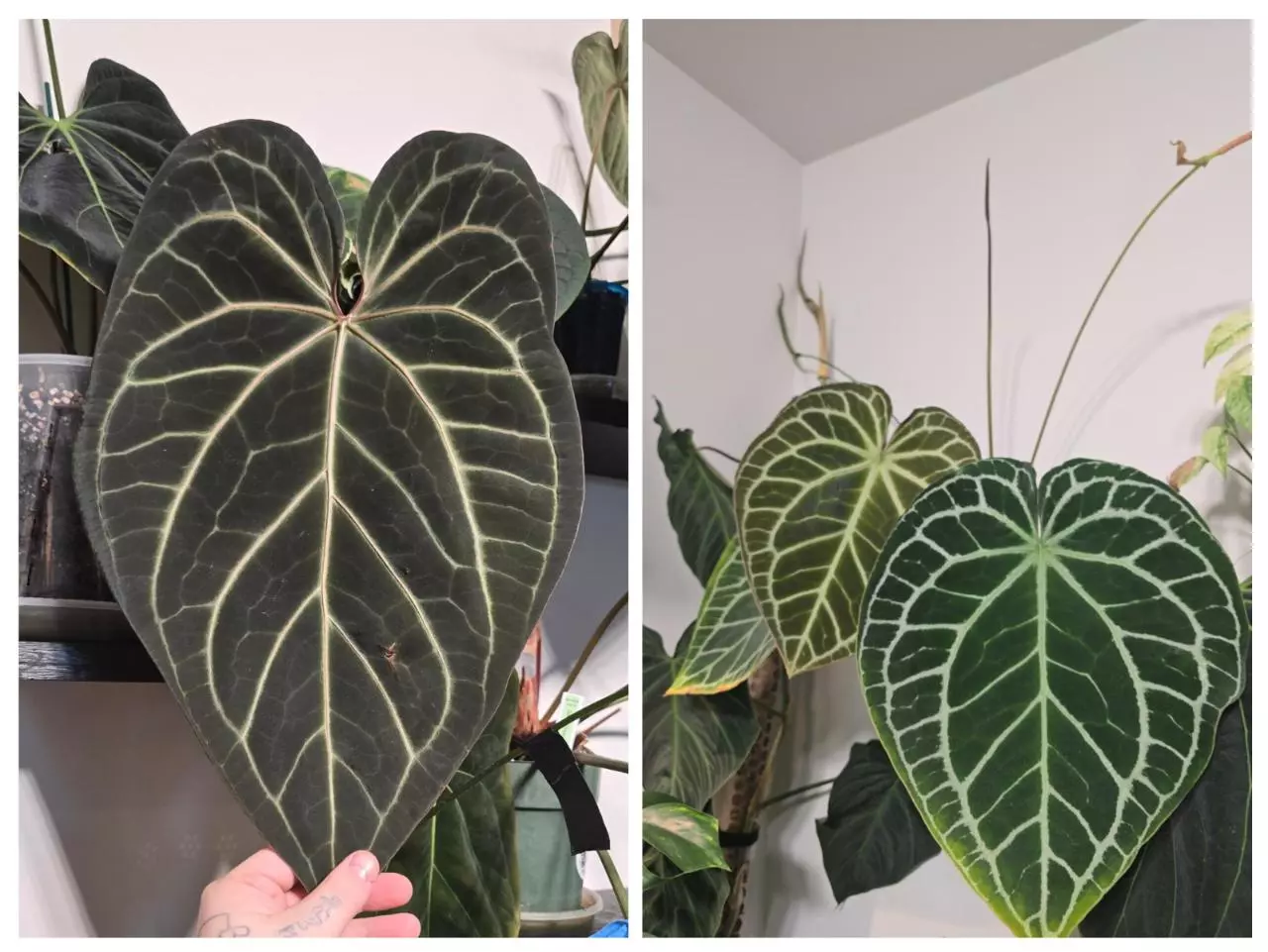 plant/Sams Dream X Crystal Doryaki Crystal 1 seedling-0