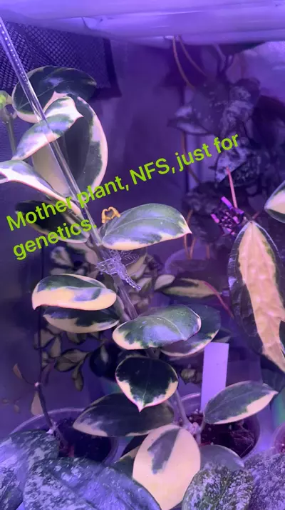 plant/Hoya Para albo-2-thumbnail