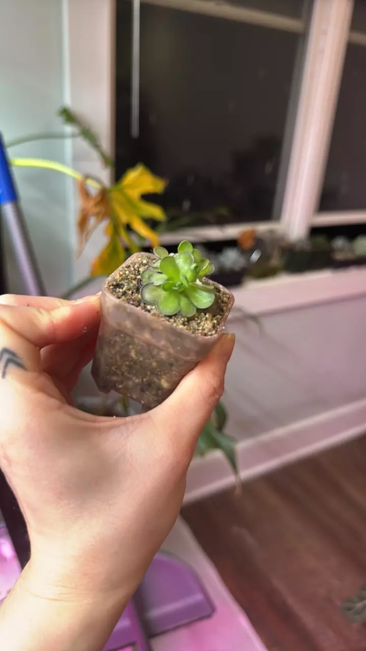 plant/Pinguicula-1