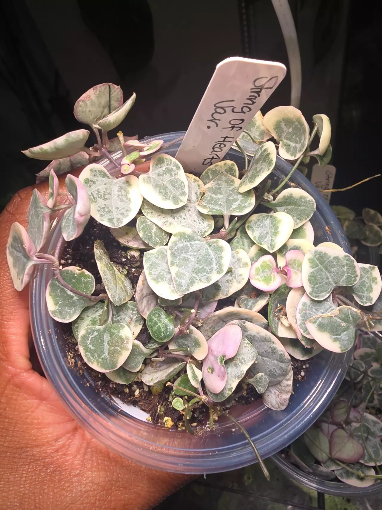 plant/Variegated String of Hearts in 4 inch pot.-1