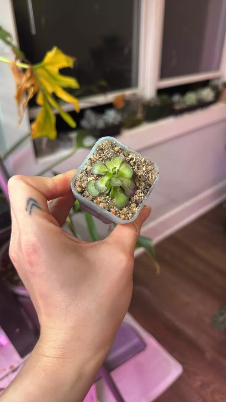 plant/Pinguicula-2
