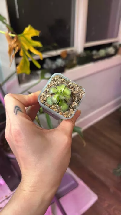 plant/Pinguicula-2-thumbnail