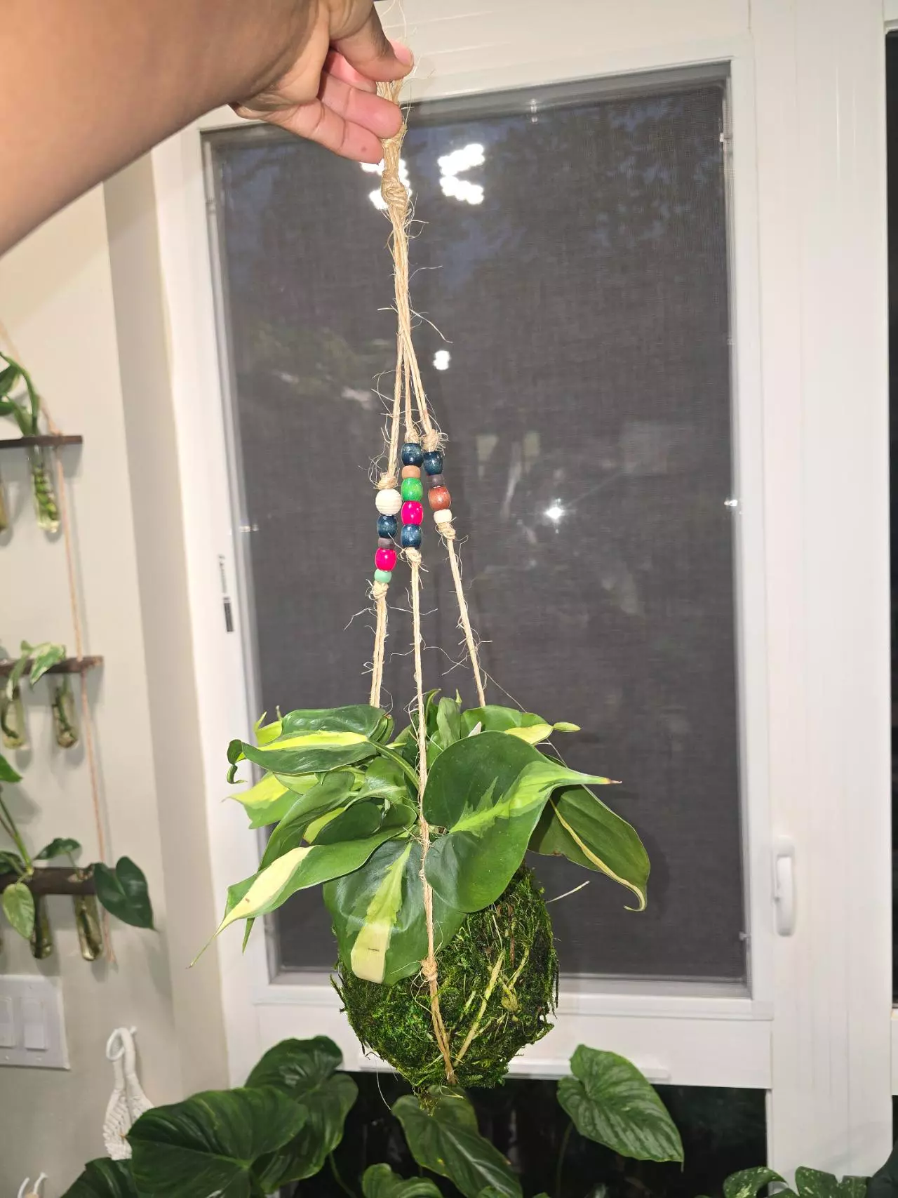plant/Philodendron Brasil in hanging kokedama-0