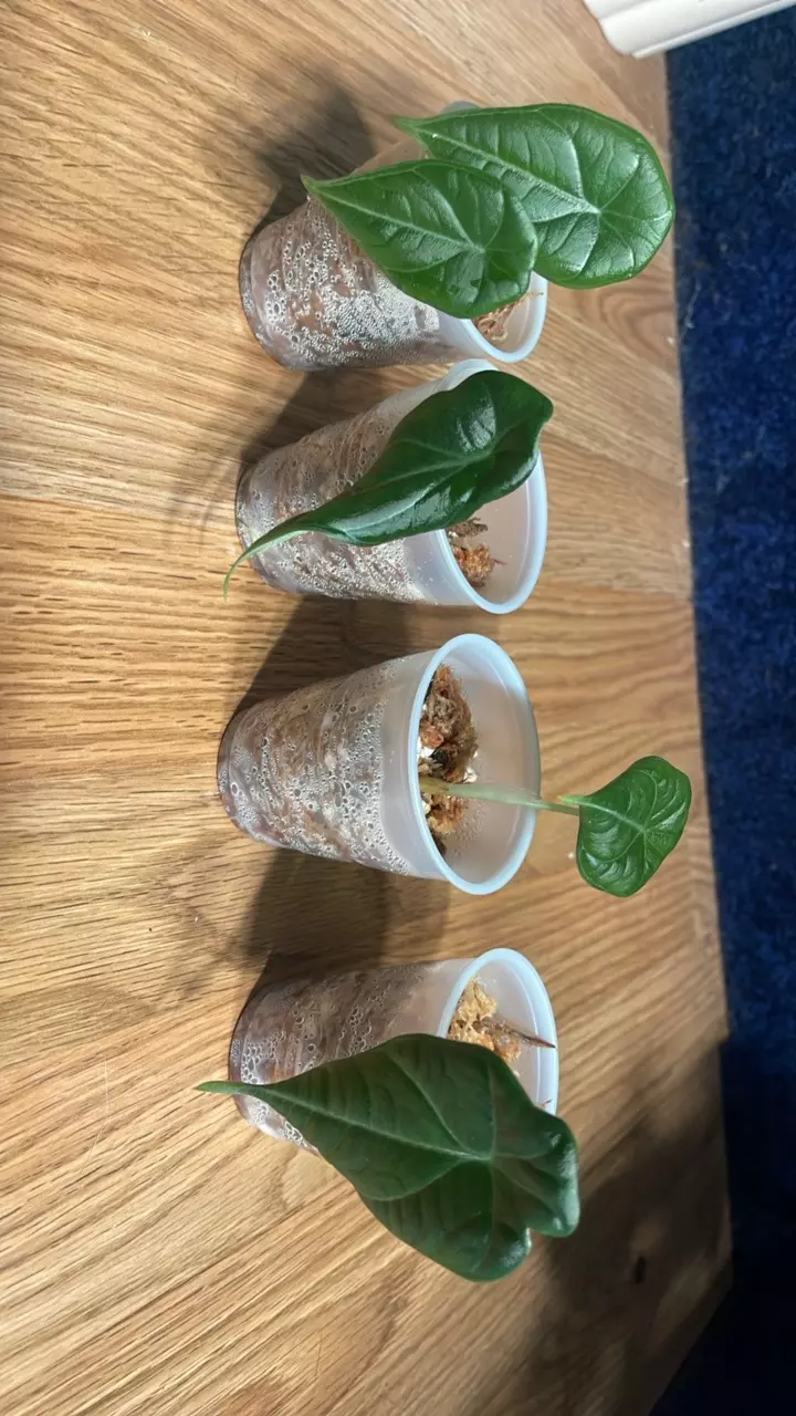 plant/Alocasia Maharani-0