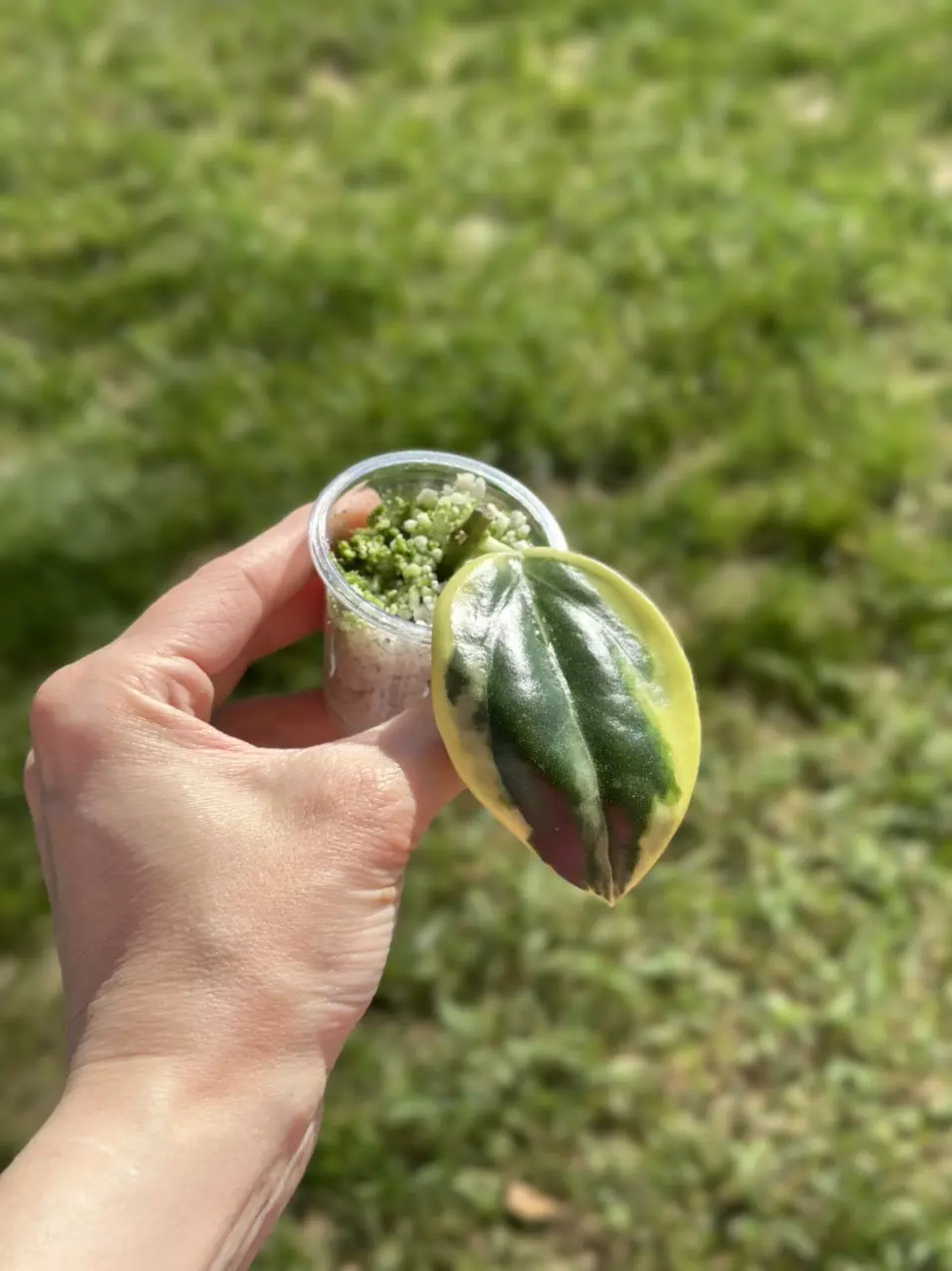 plant/Hoya Para albo-0