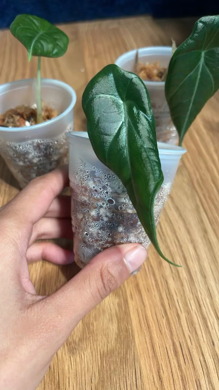 plant/Alocasia Maharani-4
