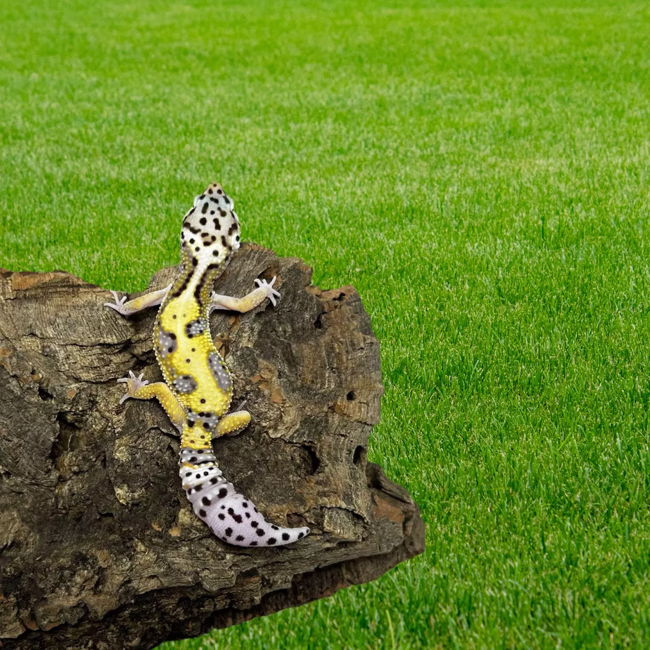plant/Male Jungle Mack Snow Leopard Gecko | 17 g | Feeding Great-0