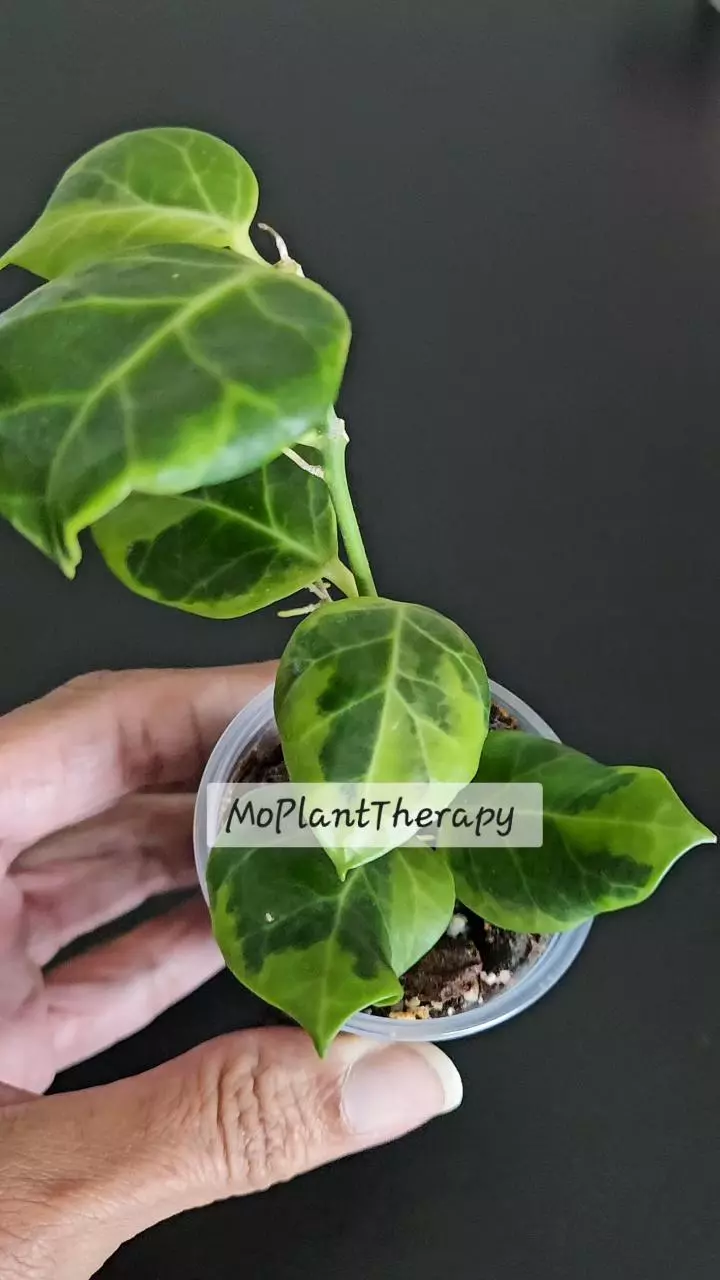 plant/Hoya obscura (Outer variegated)-2