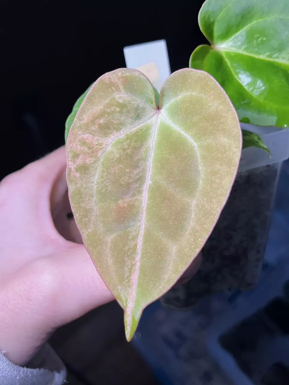 plant/Variegated Anthurium Besseae aff x Mag Verde-1