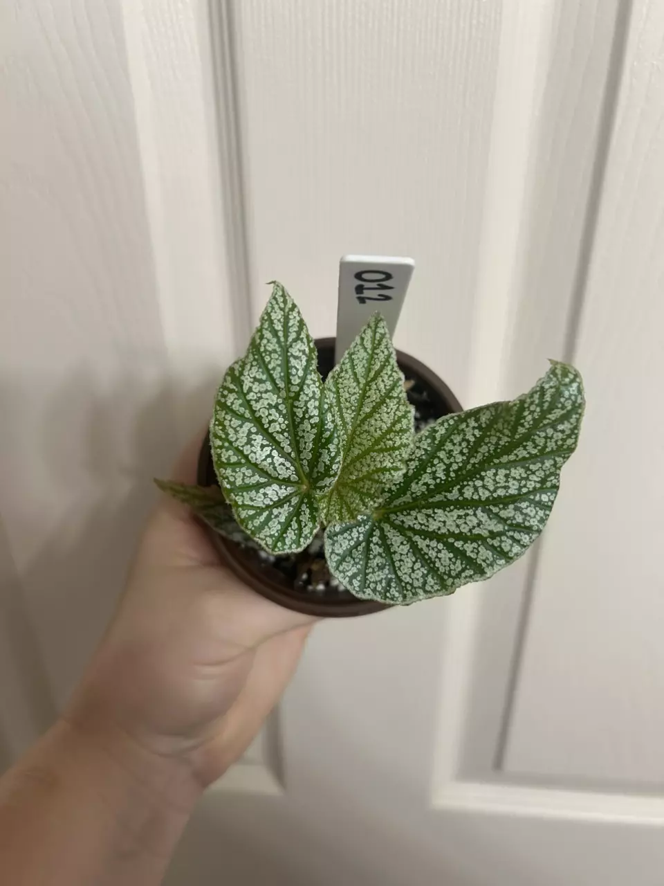 plant/Begonia Snow Capped-0