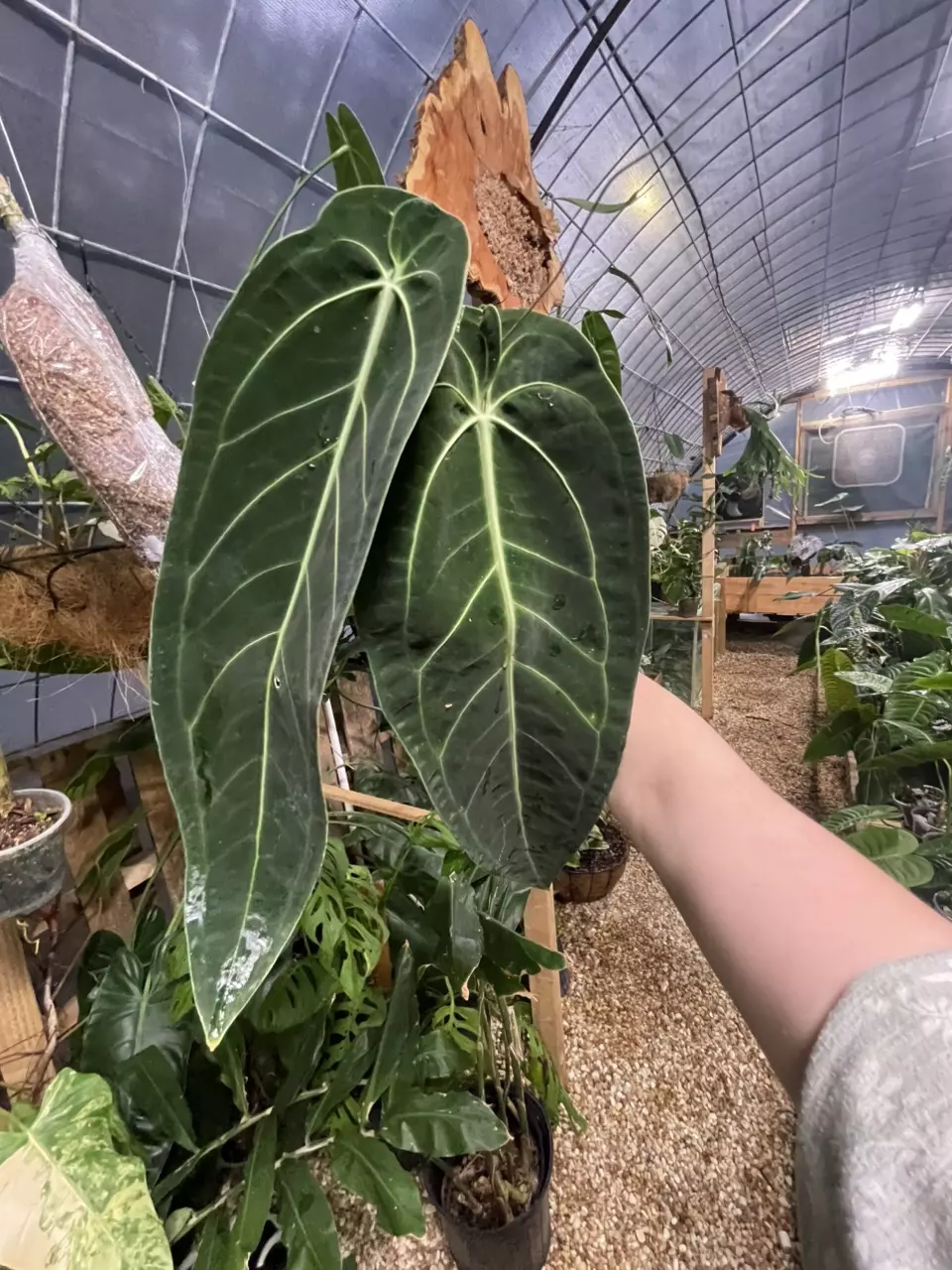 plant/FRESH IMPORT!! Large Warocqueanum Round-0