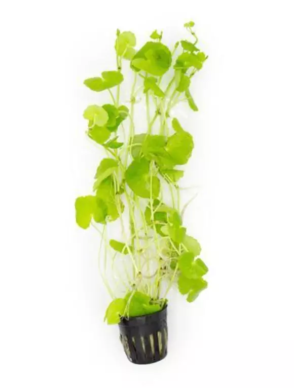 plant/Brazilian Pennywort (Hydrocotyle Leucocephala)-0