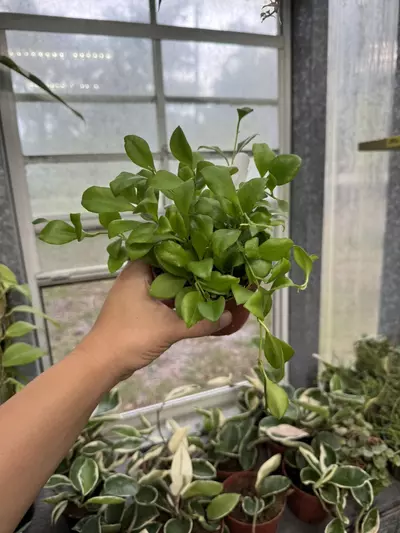 plant/Hoya Heuschkeliana (pink) 4”-0-thumbnail