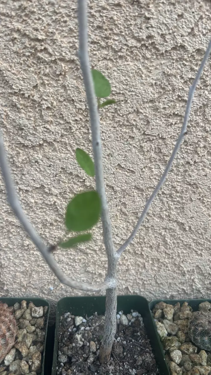 plant/Euphorbia Misera-0